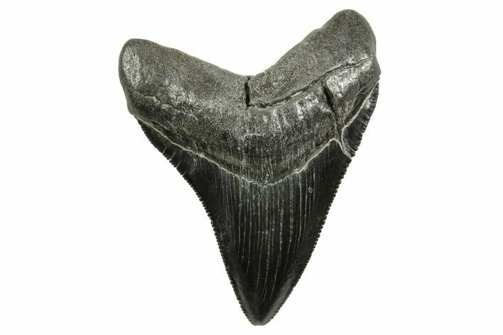 Serrated, Fossil Megalodon Tooth - South Carolina #375847